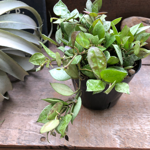 ホヤ 『クローニアナ ブラック シルバー』希少♡ 「Hoya krohniana