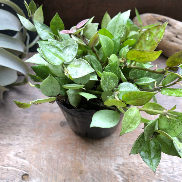 ホヤ 『クローニアナ ブラック シルバー』希少♡ 「Hoya krohniana