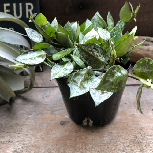 ホヤ 『クローニアナ ブラック シルバー』希少♡ 「Hoya krohniana