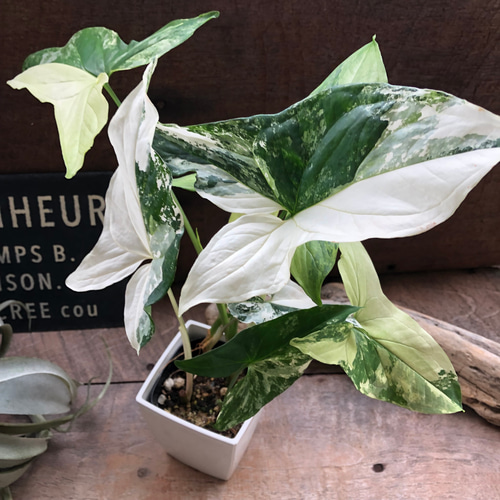 斑入り　シンゴニウム　苗　観葉植物 観葉植物 斑入りシンゴニウム