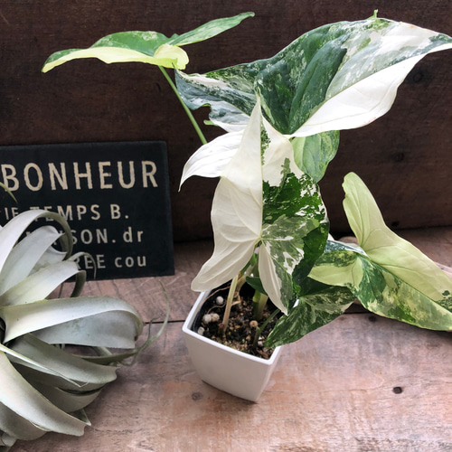 フレンチマーブル♡シンゴニウム♡斑入り♡観葉植物♡インテリア