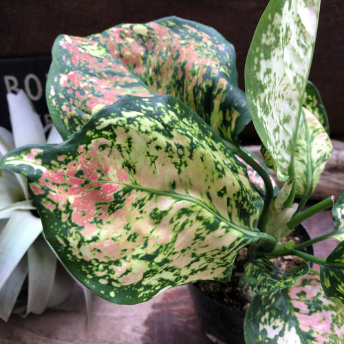 アンヤマニートリカラー♡アグラオネマ♡希少♡観葉植物 アート
