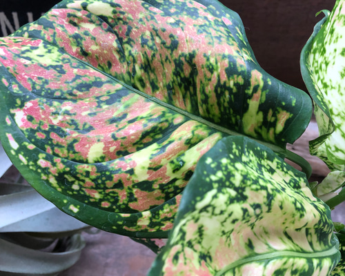 7d322007e28398257d26b5e3566a70