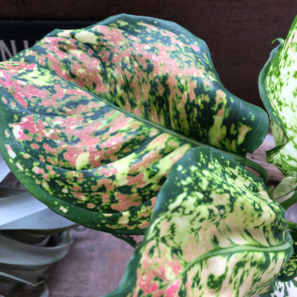 アグラオネマ専用観葉植物 観葉植物】アグラオネマの育て方｜枯らさないお手入れのコツや