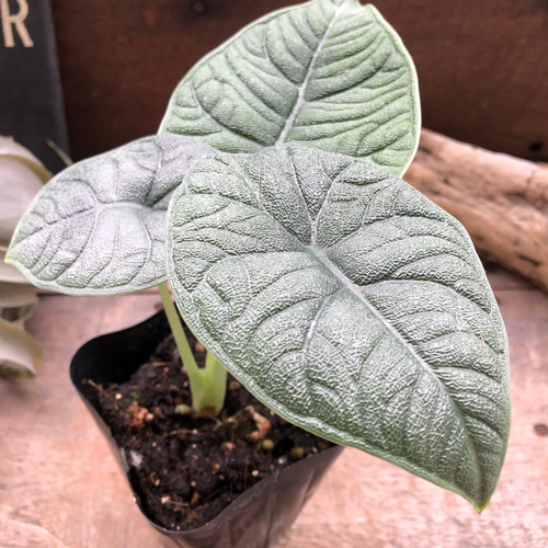 メロ♡アロカシア♡希少♡観葉植物♡ アートフラワー パリジェンヌ