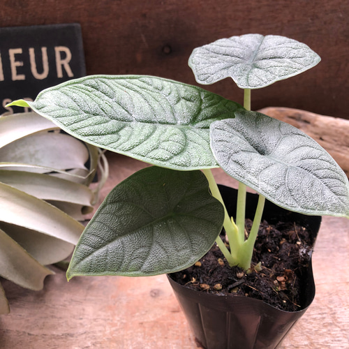 メロ♡アロカシア♡希少♡観葉植物♡ アートフラワー パリジェンヌ