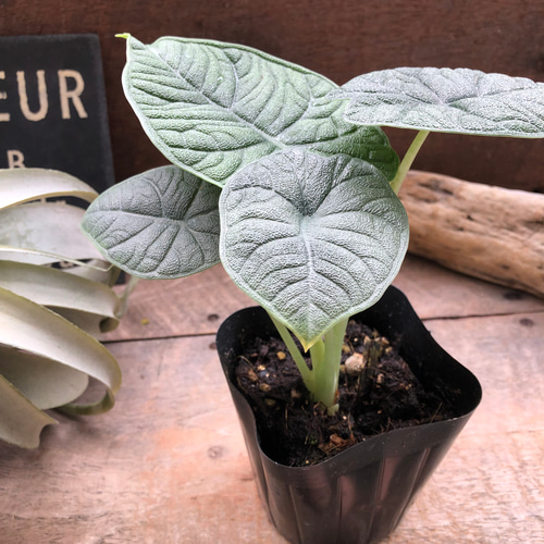 メロ♡アロカシア♡希少♡観葉植物♡ アートフラワー パリジェンヌ