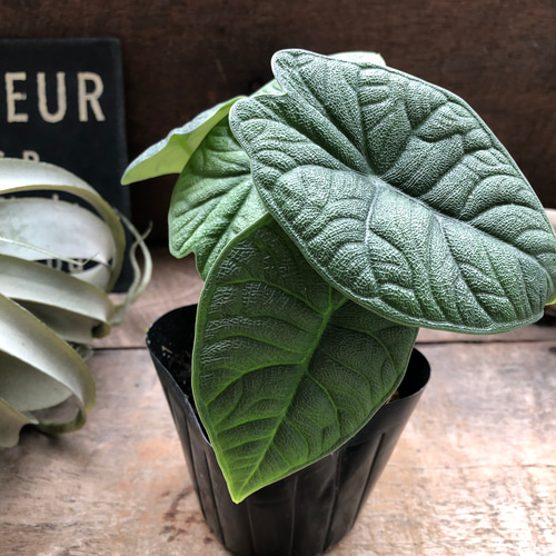 メロ♡アロカシア♡希少♡観葉植物♡ アートフラワー パリジェンヌ