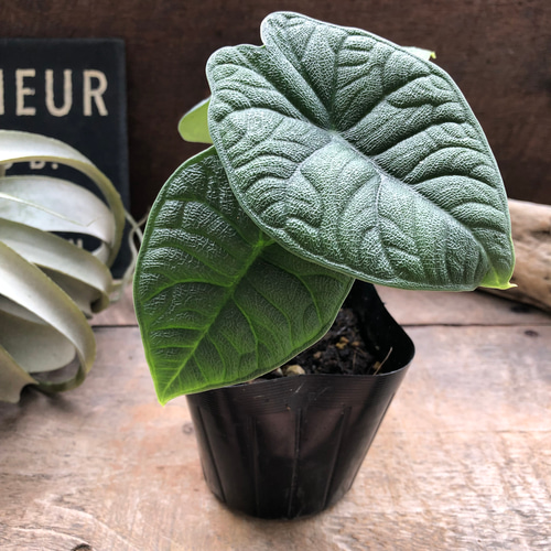 アロカシア メロ オーレア メロ♡アロカシア♡希少♡観葉植物♡ アートフラワー パリジェンヌ