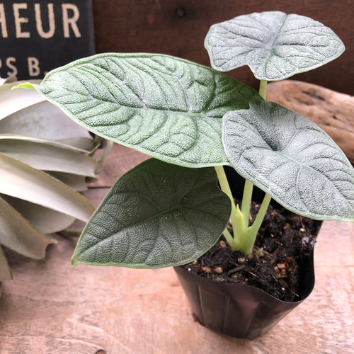 メロ♡アロカシア♡希少♡観葉植物♡ アートフラワー パリジェンヌ
