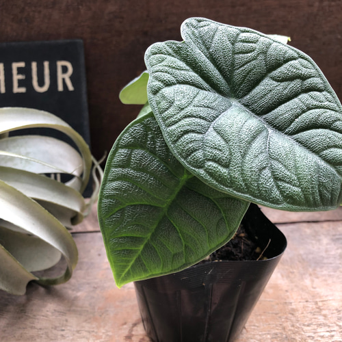 メロ♡アロカシア♡希少♡観葉植物♡ アートフラワー パリジェンヌ