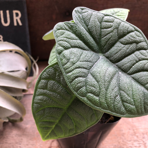 Riharu10】【レア】 アロカシア メロ 斑入 特価】【レア】 アロカシア