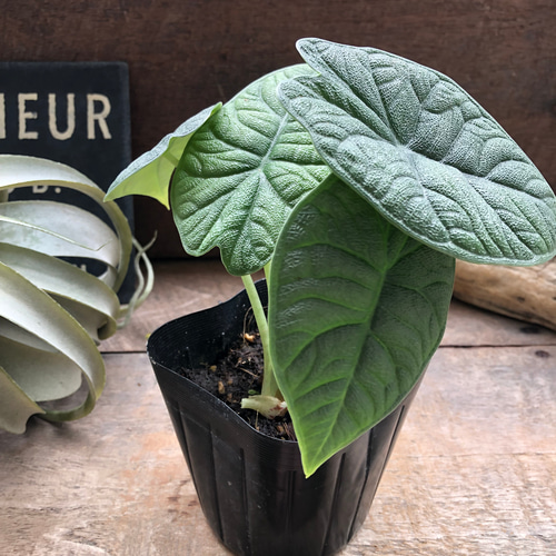 メロ♡アロカシア♡希少♡観葉植物♡ アートフラワー パリジェンヌ