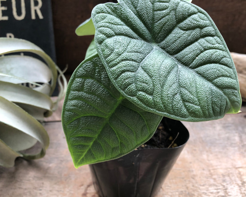 アロカシア メロ オーレア 斑入り アロカシア メロ アルボ斑入り Alocasia Melo albo variegated