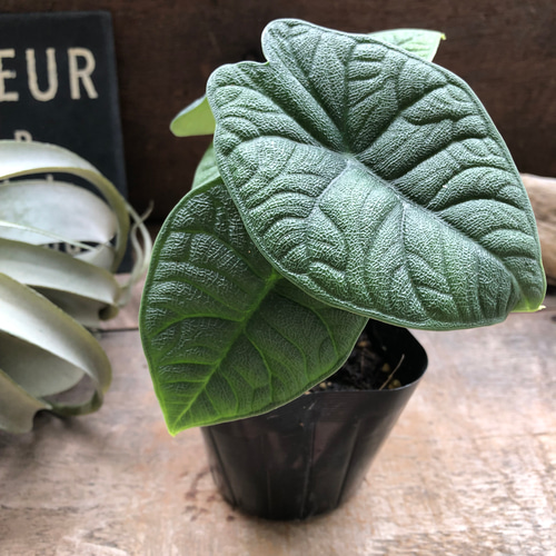 メロ♡アロカシア♡希少♡観葉植物♡ アートフラワー パリジェンヌ