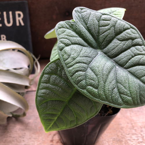 メロ♡アロカシア♡希少♡観葉植物♡ アートフラワー パリジェンヌ