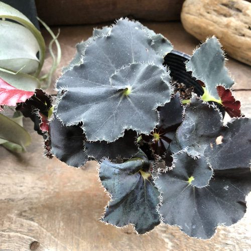 ダークマンボ♡レックスベゴニア♡希少♡漆黒♡観葉植物 アート