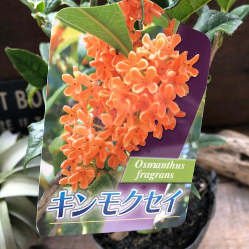 金木犀♡キンモクセイ♡苗木♡芳香♡ガーデニング アートフラワー パリ