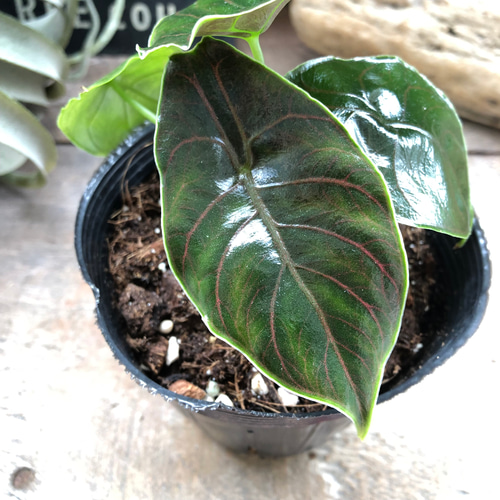 アズラニー小葉♡アロカシア♡希少♡ピンクの葉脈♡観葉植物 アート