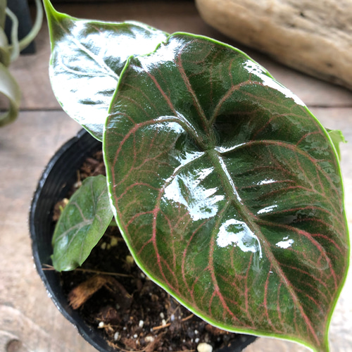 アロカシア アズラニー ピンク アルボ アロカシア アズラニー アルボ