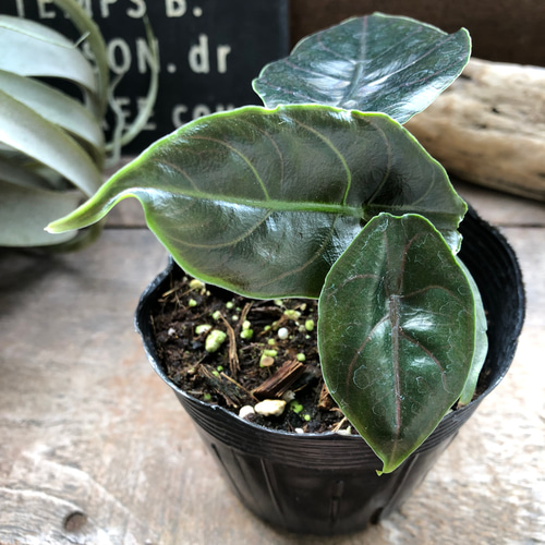 アズラニー小葉♡アロカシア♡希少♡ピンクの葉脈♡観葉植物 アート