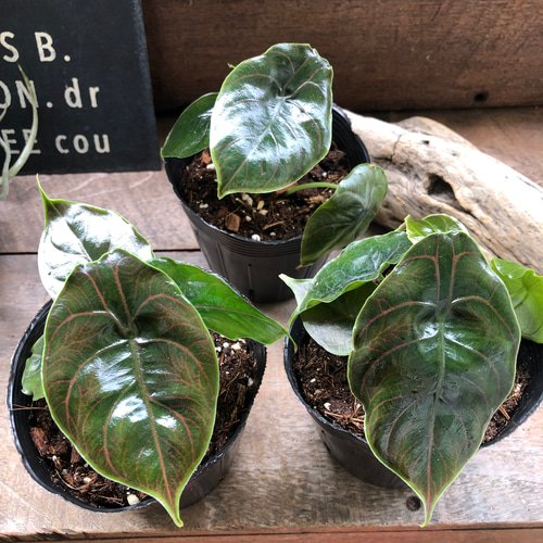 アロカシア アズラニー アルボ②│Alocasia azlanii albo アロカシア