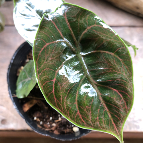 アズラニー小葉♡アロカシア♡希少♡ピンクの葉脈♡観葉植物 アート