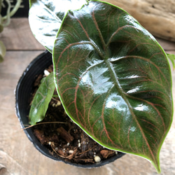 アズラニー小葉♡アロカシア♡希少♡ピンクの葉脈♡観葉植物 アート