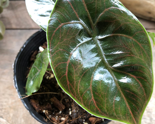 楽天市場】ハート（種類（植物）クワズイモ）（観葉植物｜花