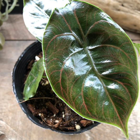 アズラニー小葉♡アロカシア♡希少♡ピンクの葉脈♡観葉植物 アート