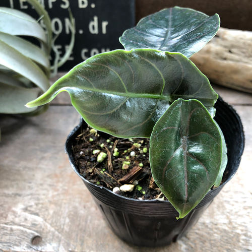 アズラニー小葉♡アロカシア♡希少♡ピンクの葉脈♡観葉植物 アート