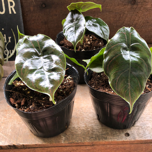 アズラニー小葉♡アロカシア♡希少♡ピンクの葉脈♡観葉植物 アート