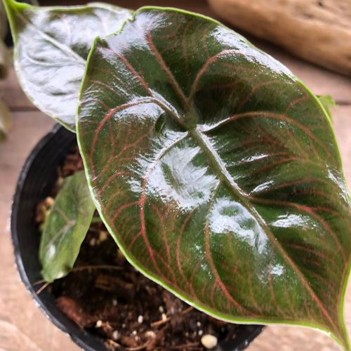 アロカシア アズラニー ピンク アルボ アズラニー小葉♡アロカシア♡希少♡ピンクの葉脈♡観葉植物