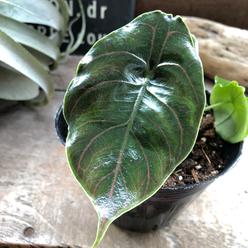 アズラニー小葉♡アロカシア♡希少♡ピンクの葉脈♡観葉植物 アート