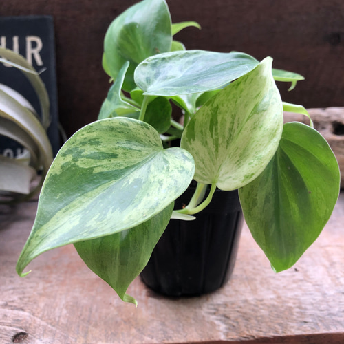 ヘデラカムバリエガータ♡フィロデンドロン♡斑入り♡観葉植物 アート