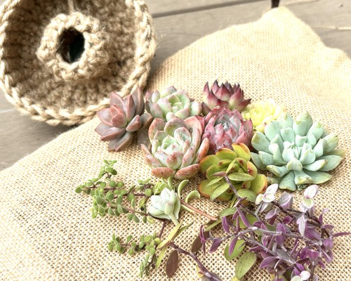 多肉植物☆寄せ植えリース 多肉植物 寄せ植え succulent wreath L(多肉リースL)【多肉植物 サイズ