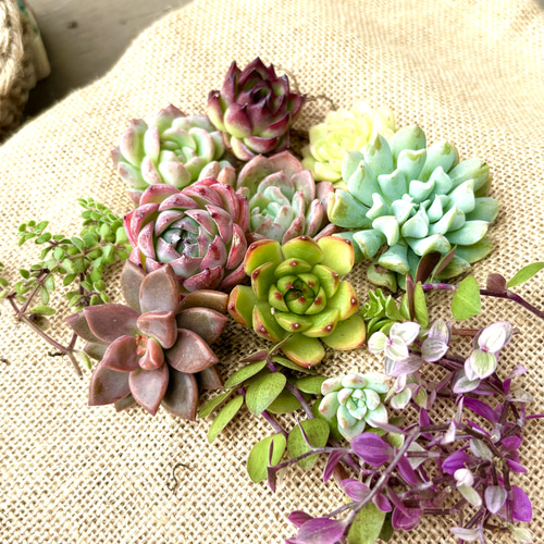 寄せ植え　多肉植物　寄せ植え　リース　p 楽天市場】多肉の寄せ植え ギフト 多肉植物 「 多肉の寄せ植え