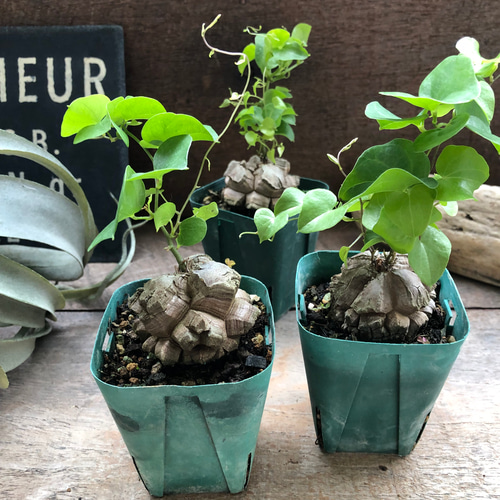 心*-様 亀甲竜 亀甲竜♡特A品♡希少♡ハート型の葉っぱ♡塊根植物♡多肉植物
