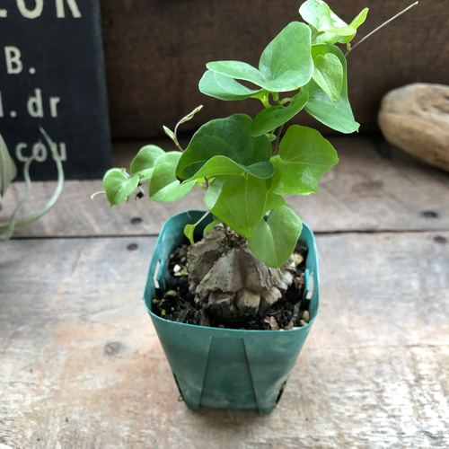亀甲竜♡特A品♡希少♡ハート型の葉っぱ♡塊根植物♡多肉植物