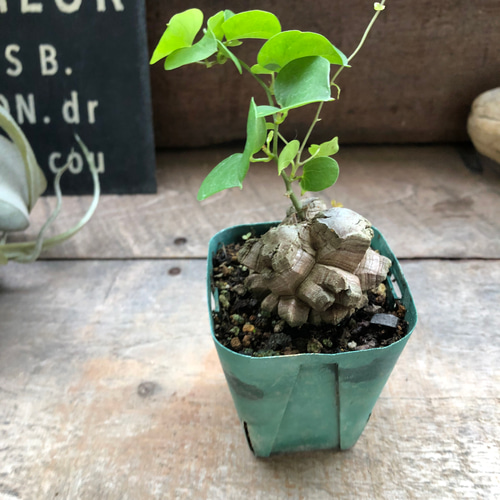 ボ*ド様 亀甲スーパー バッテリー 実生 太刺選抜 鉢植え メルカリ便送料込み ボ*ド様 亀甲スーパー バッテリー 実生 太刺選抜 鉢植え