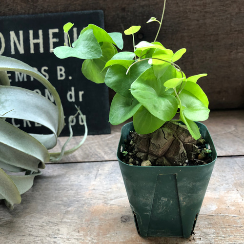 心*-様 亀甲竜 亀甲竜♡特A品♡希少♡ハート型の葉っぱ♡塊根植物♡多肉植物
