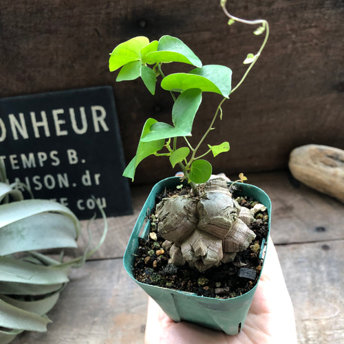 優良株 【亀甲竜】 塊根植物 鉢ごと発送します ③ 〇ポットごと♡亀甲竜♡特A品♡希少♡ハート型の