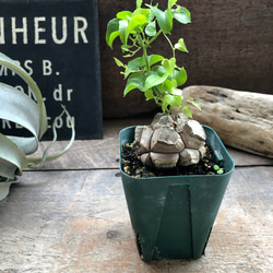 8476d26ddb89de3a70bb50a0e2dcef