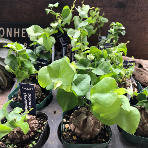 亀甲竜♡特A品♡希少♡ハート型の葉っぱ♡塊根植物♡多肉植物 アート