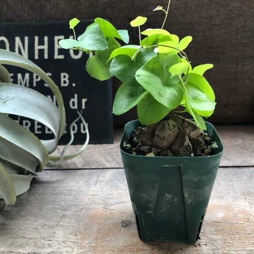 亀甲竜♡特A品♡希少♡ハート型の葉っぱ♡塊根植物♡多肉植物