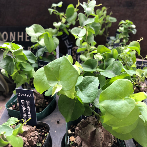 亀甲竜♡特A品♡希少♡ハート型の葉っぱ♡塊根植物♡多肉植物