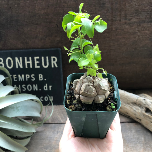 亀甲竜♡特A品♡希少♡ハート型の葉っぱ♡塊根植物♡多肉植物 アート