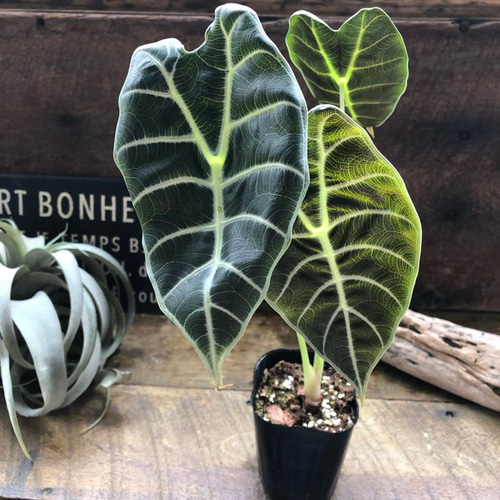 h*i様 アロカシア　ワトソニアナライトニング　すみません、本当にラストです h*i様 アロカシア ワトソニアナライトニング すみません、本当にラストです