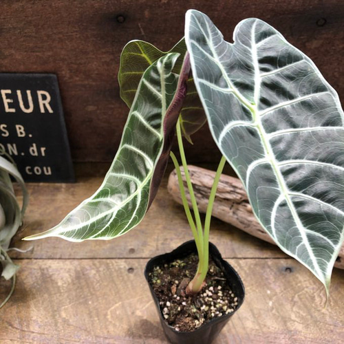 アロカシア　ワトソニアナ　glossy グロッシー　ベルベット アロカシア ワトソニアナ glossy グロッシー ベルベット