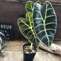 ワトソニア ブラック♡アロカシア♡希少♡美しい葉っぱ アートフラワー